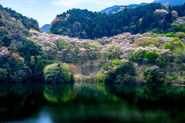 Fototapeta na wymiar 君ケ野ダムの桜