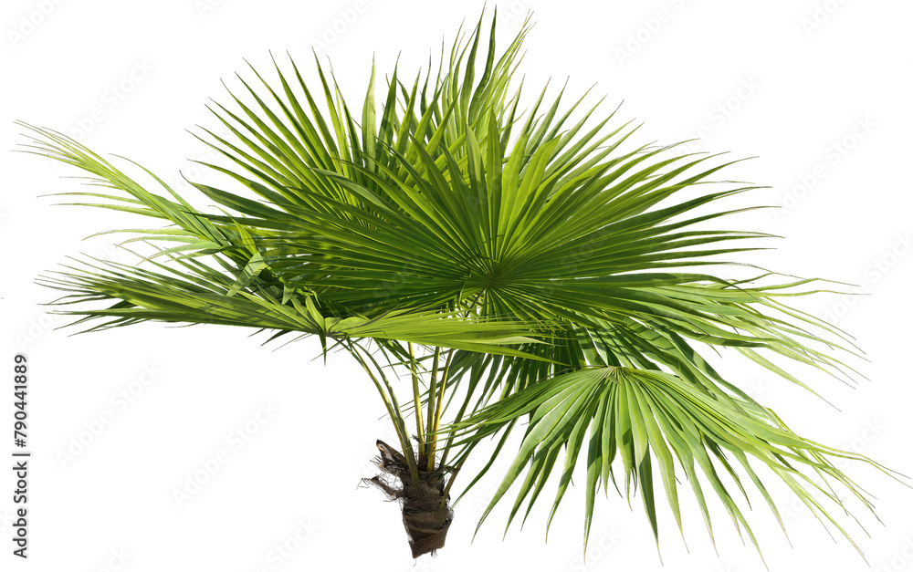 Poster realistic 3d rendering of a tree on transparent background, suitable for architecture visualization,