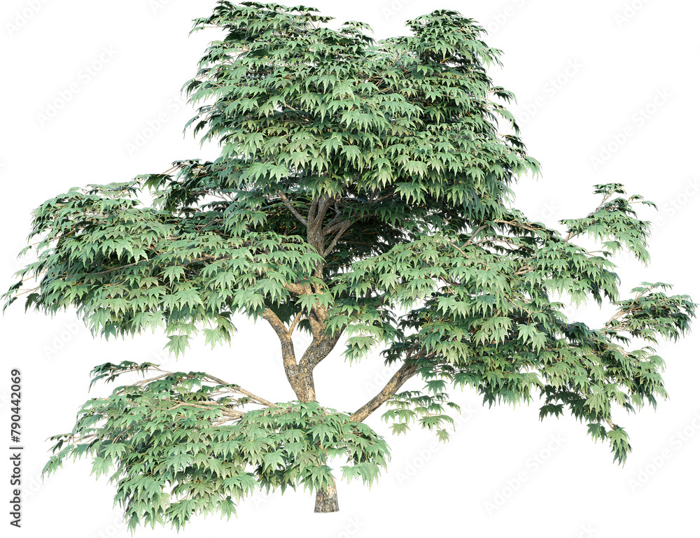 Poster realistic 3d rendering of a tree on transparent background, suitable for architecture visualization,