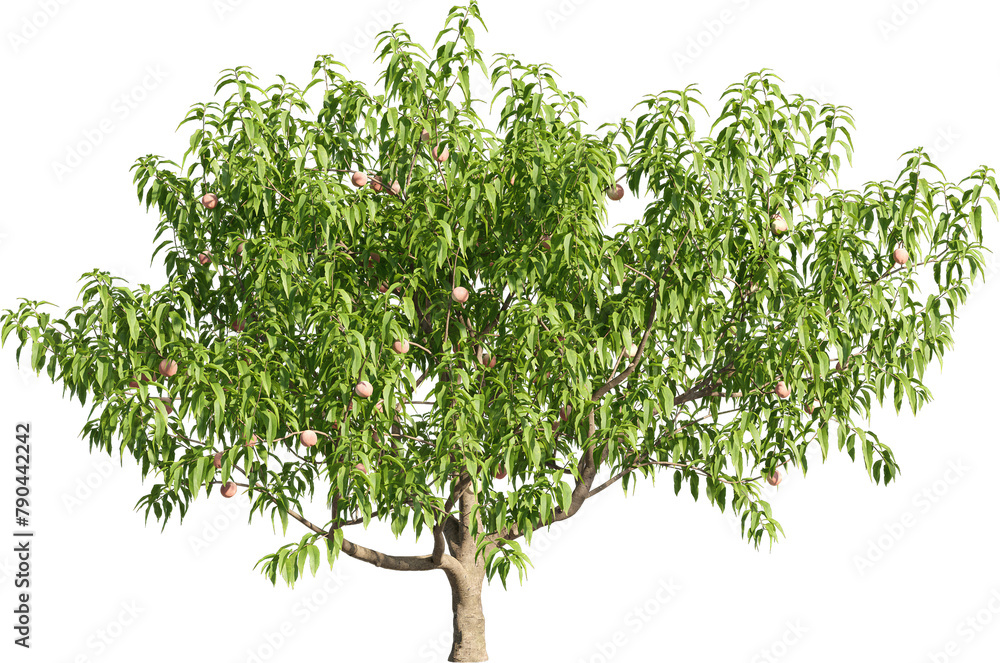 Poster realistic 3d rendering of a tree on transparent background, suitable for architecture visualization,