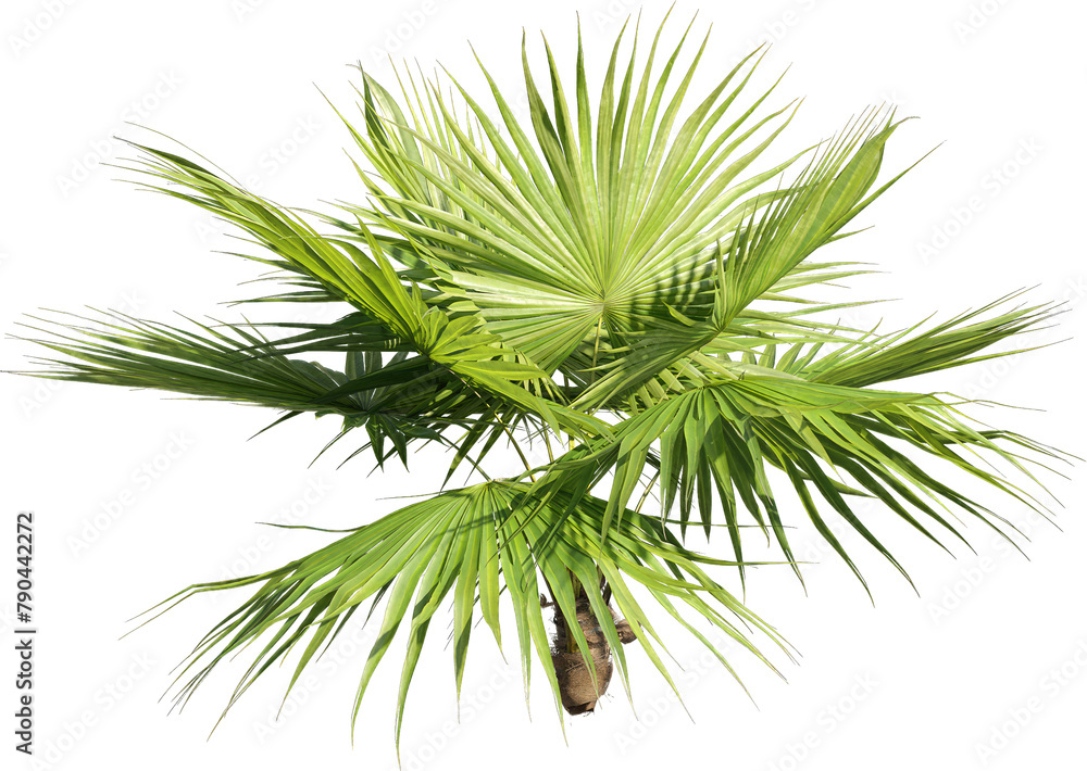 Poster realistic 3d rendering of a tree on transparent background, suitable for architecture visualization,
