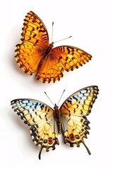 Fototapeta na wymiar Two Beautiful Butterflies Isolated on a White Background