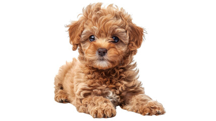 Maltese poodle puppy