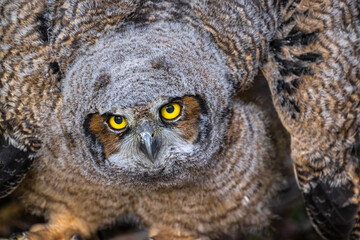 Young Great Horned Owl (Bubo virginianus)