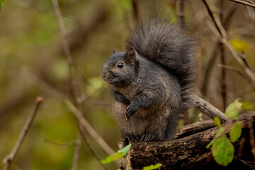 Squirrel on log