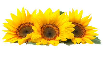 Obraz premium Sunflower