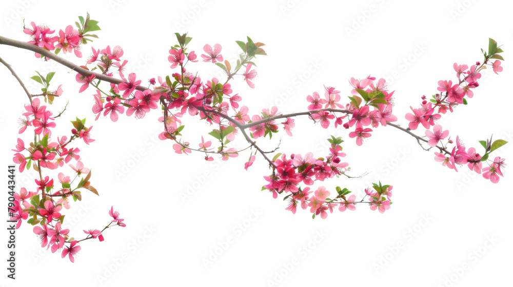 Wall mural Pink blossom of a tree