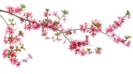 Obraz na płótnie Canvas Pink blossom of a tree