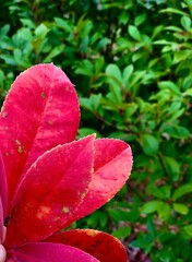 red and green leaves, autunno