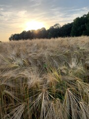 sunset over the field