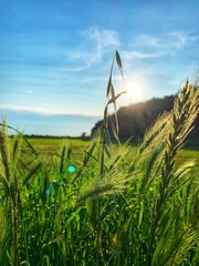 field of wheat