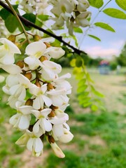 tree flowers