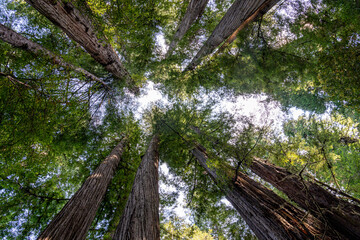 looking up at towering redwood trees