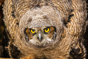Young Great Horned Owl (Bubo virginianus)
