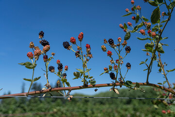 blackberries growing in the summer sun