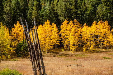 fall color along a ranch in Colorado