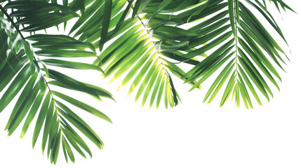 Leaf of a tropical plant - obrazy, fototapety, plakaty