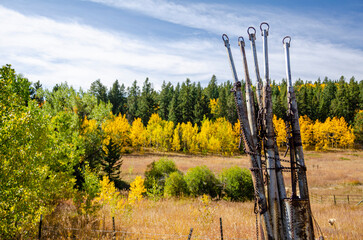 fall color along a ranch in Colorado