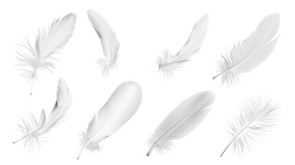 Feather © PNG Kingdom 