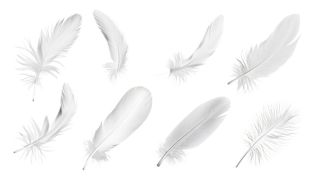 Fototapeta Feather