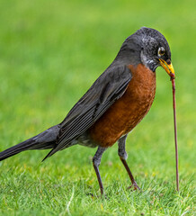 American Robin (Turdus migratorius) Hunting for Earthworms