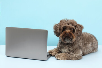 Cute Maltipoo dog with laptop on light blue background. Lovely pet