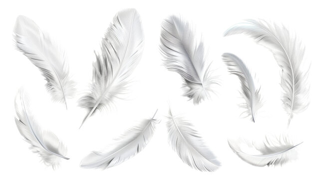 Fototapeta Feather