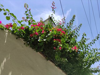 flowers in the garden,flores en el jardín