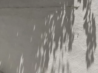 Fotobehang Shadows of plants on the white wall of a house, Sombras de plantas en la pared de color blanca de  una casa   © Lidia