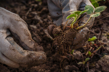 hands in gloves plant a strawberry sprout in the ground