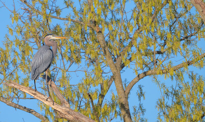 Great blue heron perched in a tree surrounded by bright green leaves.