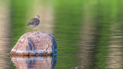 Solitary sandpiper perched on a bounder in a lake.