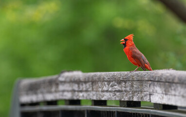 Bright red male northern cardinal perched on a cement rail singing. Bright green spring leaves in the background.