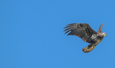 Closeup of a juvenile bald eagle in flight.