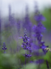 Fragrant purple lavender flowers blossoming on vast field in peaceful summer farmland
