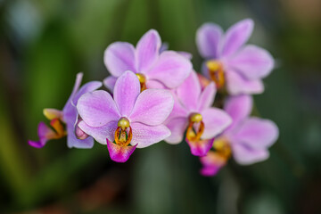 Fototapeta na wymiar Purple doritaenopsis orchid flowers are very beautiful. Close up of purple orchid flowers 