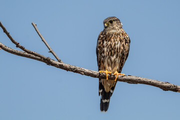 Cooper Hawk on a Tree Branch