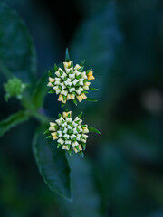 Yellow Lantana flowers (Lantana camara L.) in the garden, Flat lay, macro photography
