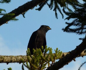 blackbird on a branch