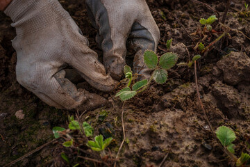 hands in gloves plant a strawberry sprout in the ground