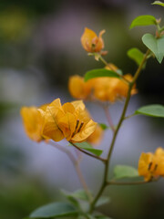 Fototapeta premium Blooming bougainvillea flowers background. Bright yellow bougainvillea flowers as a floral background. Bougainvillea flowers texture and background. Close-up view Bougainvillea tree with flowers