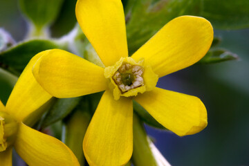 Golden Currant Blossom Mandala 04