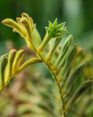 Tall kangaroo paw a species of plant found in Southwest Australia. Anigozanthos Flavidus flowers
