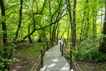 Obraz premium Marmaris, Gunnucek Nature Park is home to many endemic plant species and birds such as the sigla tree. A unique park by the sea for hiking and yoga.