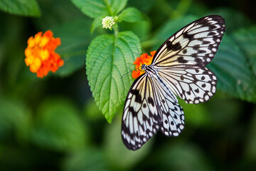 butterfly on a flower