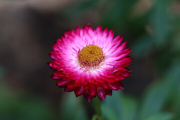Helichrysum (Straw flower) blooming outdoors. Helichrysum bracteatum, Everlasting flower. Macro photography of pretty pink flower
