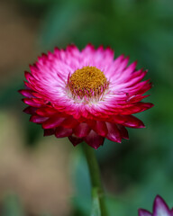 Obraz premium Helichrysum (Straw flower) blooming outdoors. Helichrysum bracteatum, Everlasting flower. Macro photography of pretty pink flower 