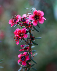 Beautiful Australian native pink tea tree, Leptospermum scoparium, family Myrtaceae. Endemic to south eastern Australia in NSW, Victoria and Tasmania.
