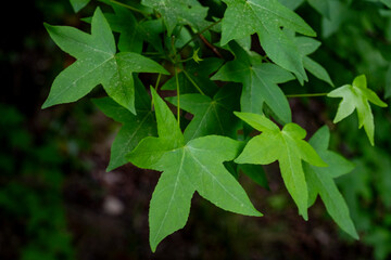 A beautiful green leaf shape with a blurred background suitable for wallpaper. Light young maple leaves against last year's leaves