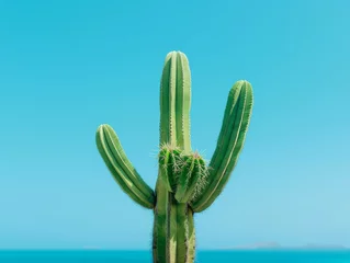 Foto op Canvas A lone cactus against a clear blue sky on the Galapagos Islands. © taelefoto